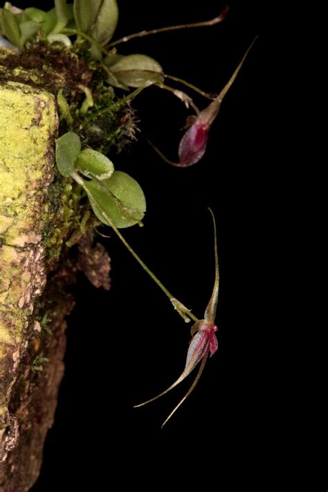 Platystele Baqueroi Wiel Driessen Flickr