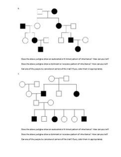 Pedigree Practice Worksheet