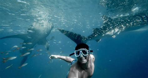 Swim With The Whale Shark Mayan Riviera Tours