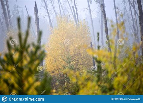 Autumn Northern Saskatchewan Stock Photo Image Of Canada Forest
