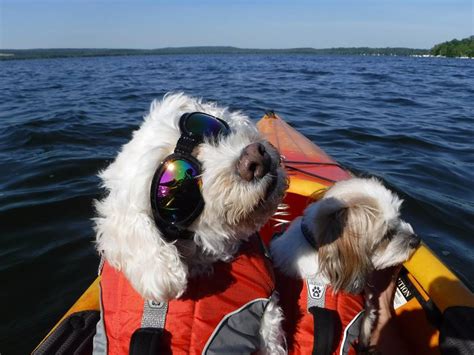 dog goggles wwwqumypetcom