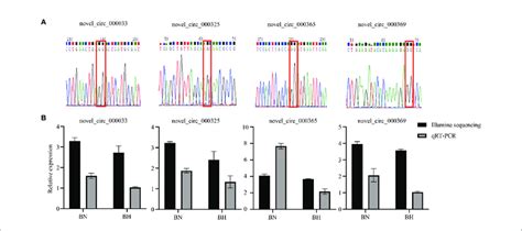 Validation Of Circular Rnas Circrnas By Sanger Sequencing And