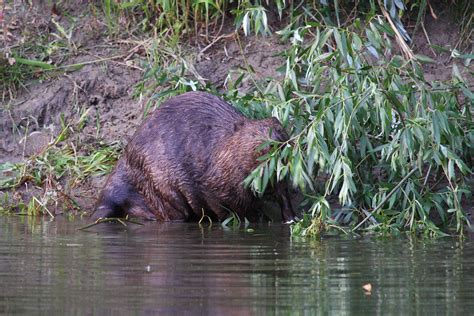 Ako sa bobor prinavrátil - Časopis Quark