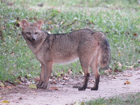 Perro De Monte Mamíferos Del Pacífico Colombiano · Inaturalist