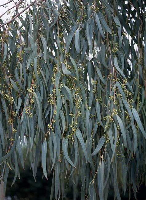 Eucalyptus Globulus Bild Kaufen 12216088 Gartenbildagentur