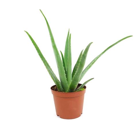 10 Plantas Que Aportan Energías Positivas