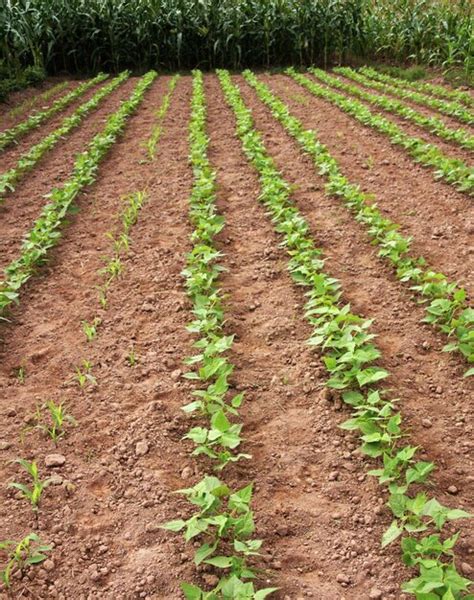 Planta de frijoles negros y maíz en el jardín Foto Premium