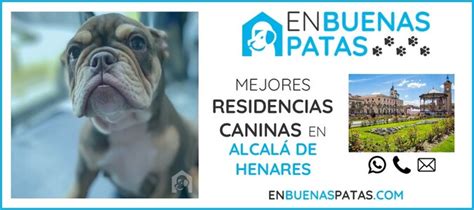 Mejores Residencias Caninas En Alcal De Henares Madrid