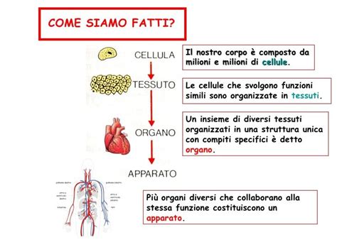 Apparato Circolatorio Diapositive1 Lezioni Di Scienze Scienza Scuola