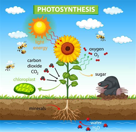 Diagram showing process of photosynthesis in plant 1949369 Vector Art ...