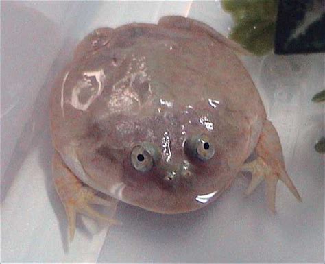 Budgett's Frog | Discover Animals