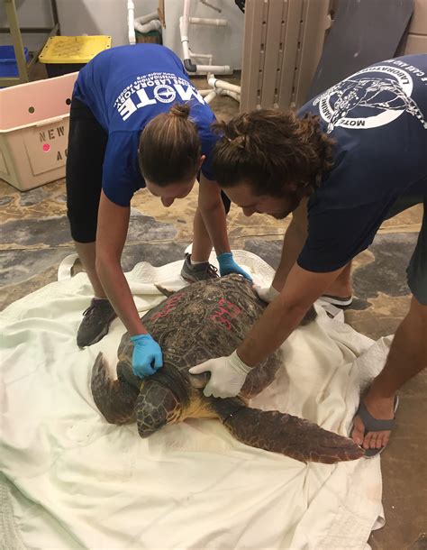Pilot volunteers save sea turtles - AOPA