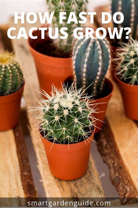 How Fast Do Cactus Grow How To Make Sure Your Cacti Grow To Their Full