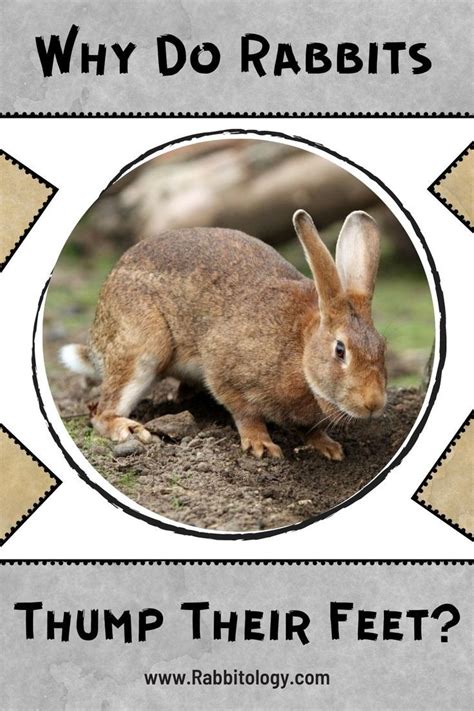 Why do rabbits thump their feet secret revealed – Artofit