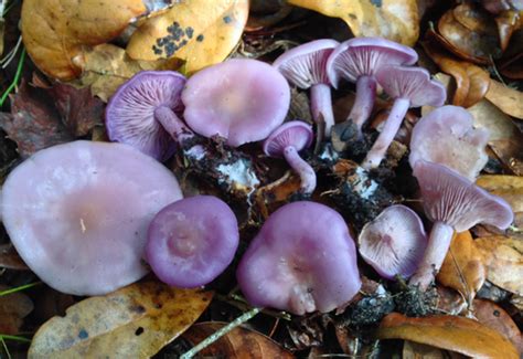 Lepista Tarda Macrohongos De Cali Colombia NaturaLista Colombia