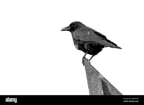 Carrion crow sitting on tree branch, Corvus corone Stock Photo - Alamy