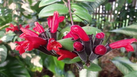 Цветок "Эсхинантус": виды с фото, уход в домашних условиях, размножение