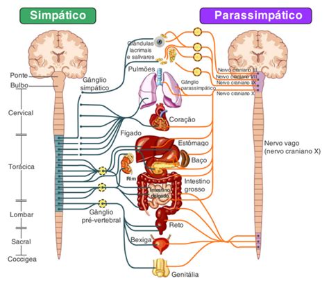Sistema Nervoso Autônomo Simpático E Parassimpático - Resumo de sistema nervoso: histologia, SNC, SNP e autônomo - Sanarmed