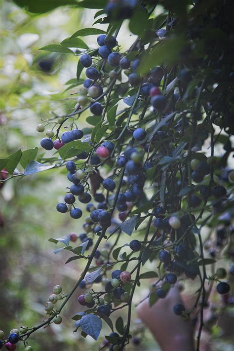 Blueberry Farm Photograph by Christine Richardson - Fine Art America