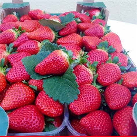 Клубника Крапо 10 Описание Сорта Фото – Telegraph