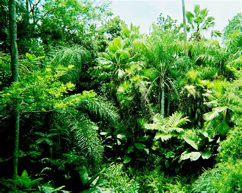 Florida Jungle Part 01 By Dendarr On Deviantart