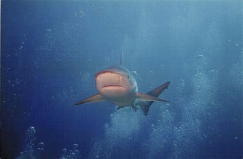 tobago shark | GOAT ISLAND SHARK CHECKS US OUT Speyside, Tob… | Flickr