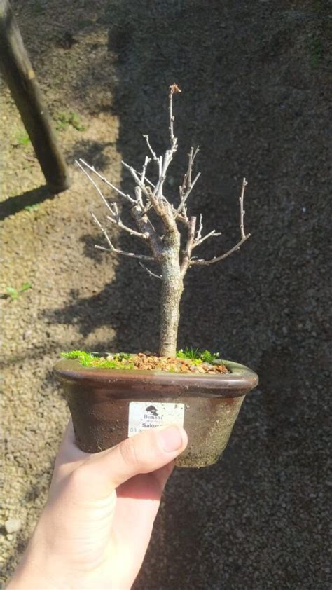 Bonsai Cerejeira Sakura Bonsai Arte Viva