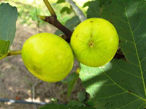 18 Fantastic Fig Tree Varieties To Grow At Home Homestead And Chill