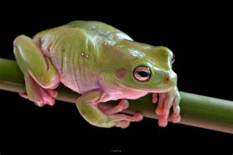 Indonesian white tree frog | Whites tree frog, Frog, Tree frogs