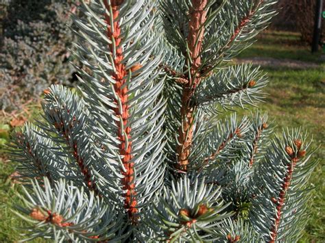 Ель Колумнарис Фастигиата (39 фото) » НА ДАЧЕ ФОТО