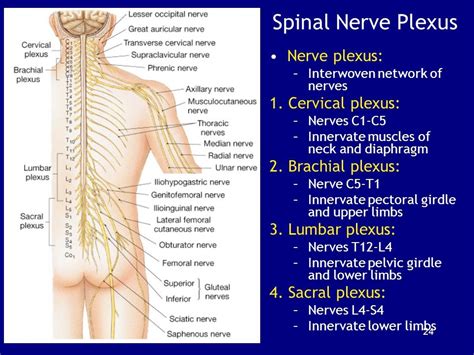 Spinal Nerve Diagram Quizlet