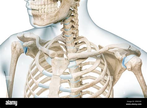 human collarbone