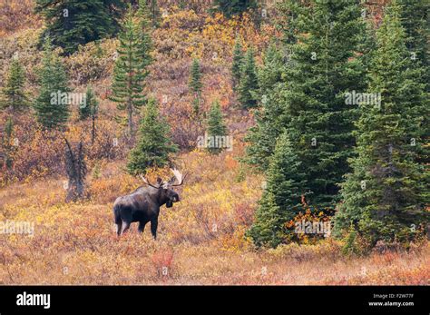 Moose Kananaskis Country Alberta Canada Stock Photo Alamy