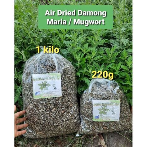 220g Air Dried Mugwort Damong Maria Hilbas Artemisia Shopee Philippines