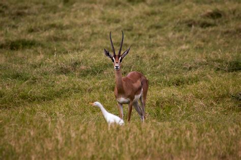 Gazelle – Kostenlose Tierbilder
