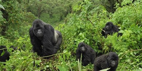 Bwindi Impenetrable Forest National Park Gorilla Trekking Tours