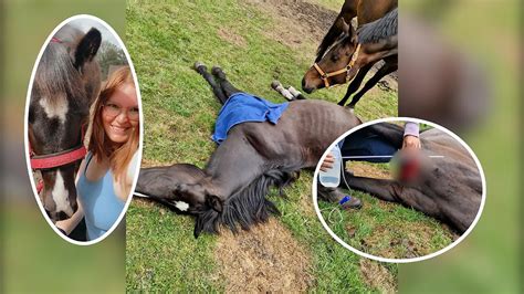 Sex mit Pferden Polizei sucht mutmaßlichen Tierschänder in Essen