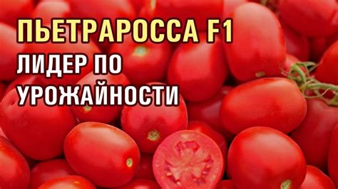 ТОМАТ ПЬЕТРАРОССА F1 - ЛИДЕР ПО УРОЖАЙНОСТИ! - YouTube