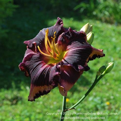 Photo of the bloom of Daylily (Hemerocallis 'Coit Tower') posted by ...