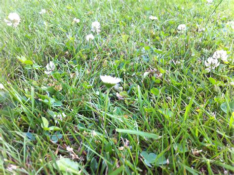 Rasen Keimzeit - Wie lange keimt der Rasen?