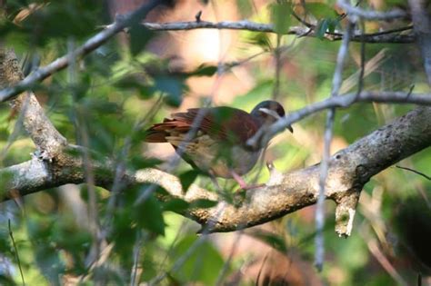 Quail Bird Facts | Coturnix Coturnix | AZ Animals