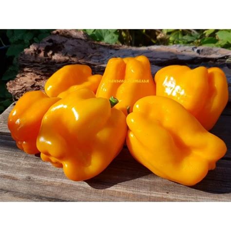 Перец сладкий Пето чудо оранжевое