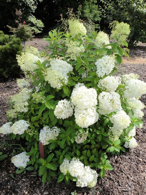 35+ Elegant Colorful Bobo Hydrangea Garden Landscaping Ideas ...