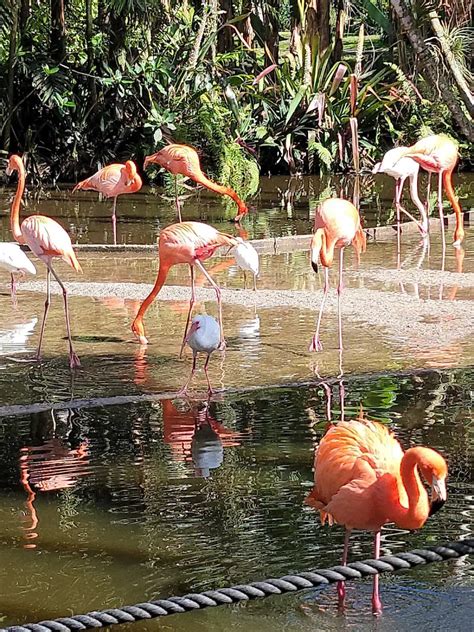Flamingo Gardens Exploding Travel