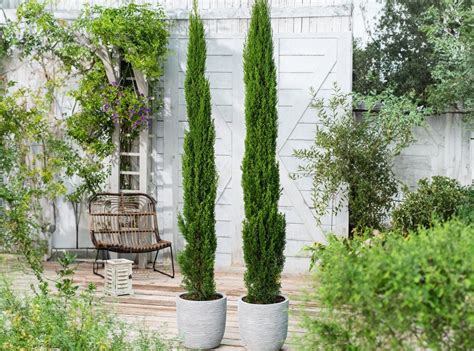 Ciprés Totem Y Stricta Diferencias Y Características