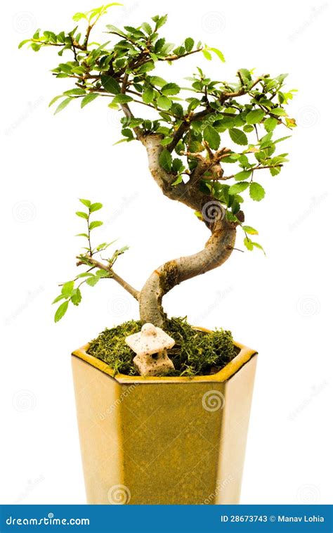 Green Potted Plant Stock Image Image Of Stem Branch 28673743