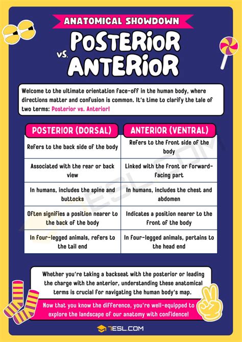Posterior vs. Anterior: Understanding Anatomy Terms • 7ESL