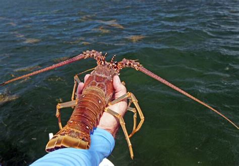 Florida Lobster Season Things You Should Know Authentic