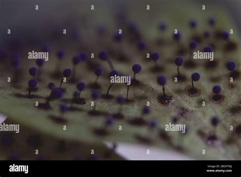 Stemonitis Lamproderma Slime Mold Stock Photo Alamy