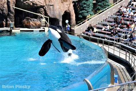 Seaworld San Diego Orca Incidents Cause New Concerns